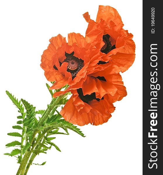 Garden poppies isolated on white