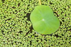 Lotus Leaf. Royalty Free Stock Images Lotus Leaf. Royalty Free Stock Images