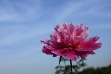 Peony Flowers Stock Image Peony Flowers Stock Image
