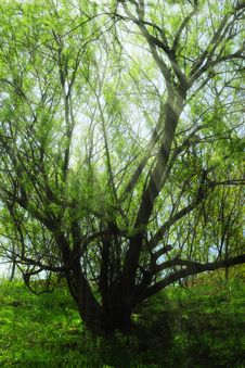 Forest With The Sun Royalty Free Stock Images Forest With The Sun Royalty Free Stock Images