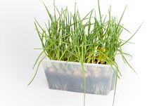 Green Onions Royalty Free Stock Image Green Onions Royalty Free Stock Image