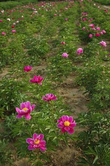Peony Flowers Stock Image Peony Flowers Stock Image