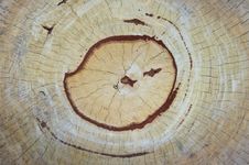 Cross-section Of The Old Tree Stock Photos