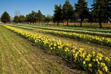 Rows Of Daffodills Stock Photography Rows Of Daffodills Stock Photography