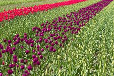 Rows Of Tulips Stock Images