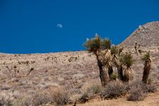 Moon Over The Desert Stock Photo Moon Over The Desert Stock Photo