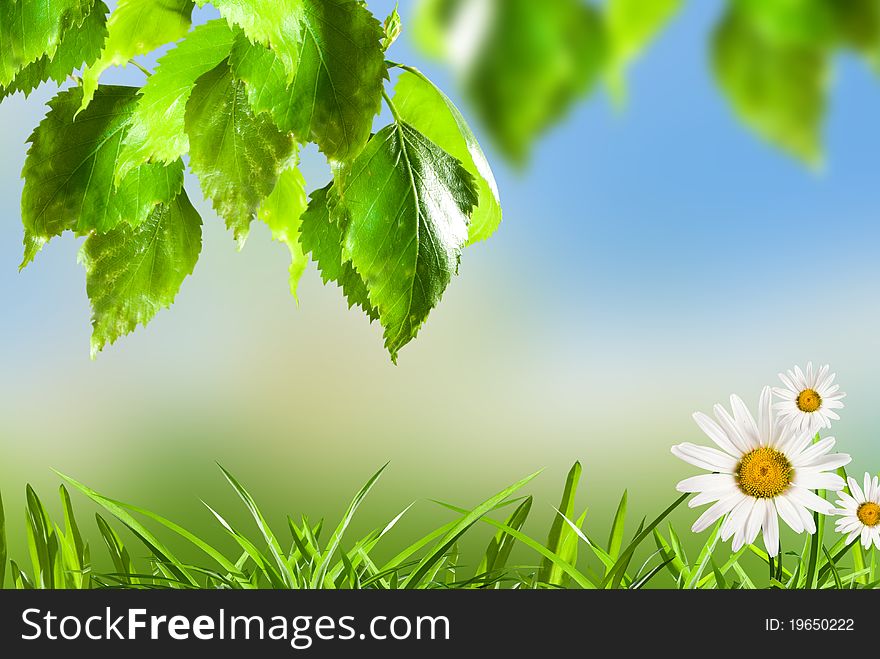 Green branch with flowers daisywheel and grass on background sky