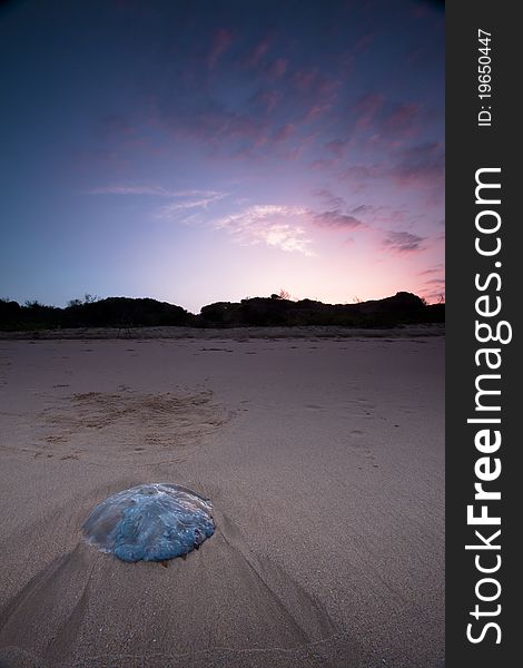 A jellyfish washed ashore as the sun sets over a Mozambican beach