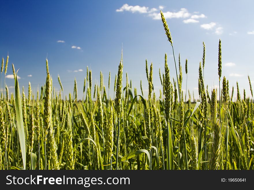 Recently appeared ears of still green unripe wheat. Recently appeared ears of still green unripe wheat