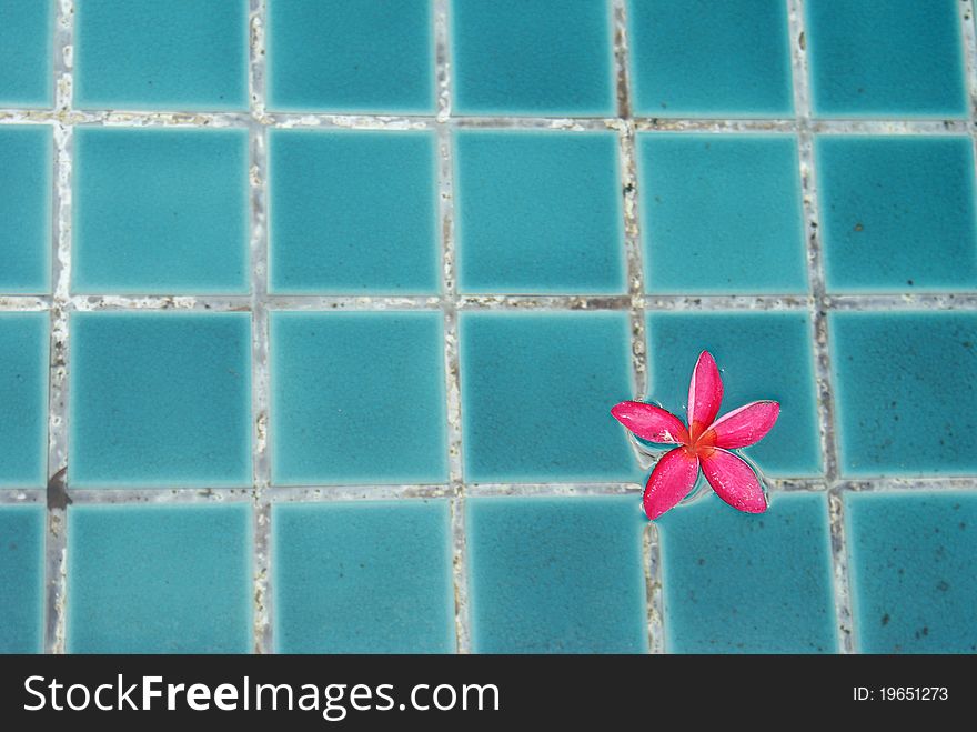 This is a Plumeria flowers on pool.