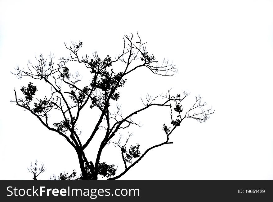 Branches Of Dead Tree