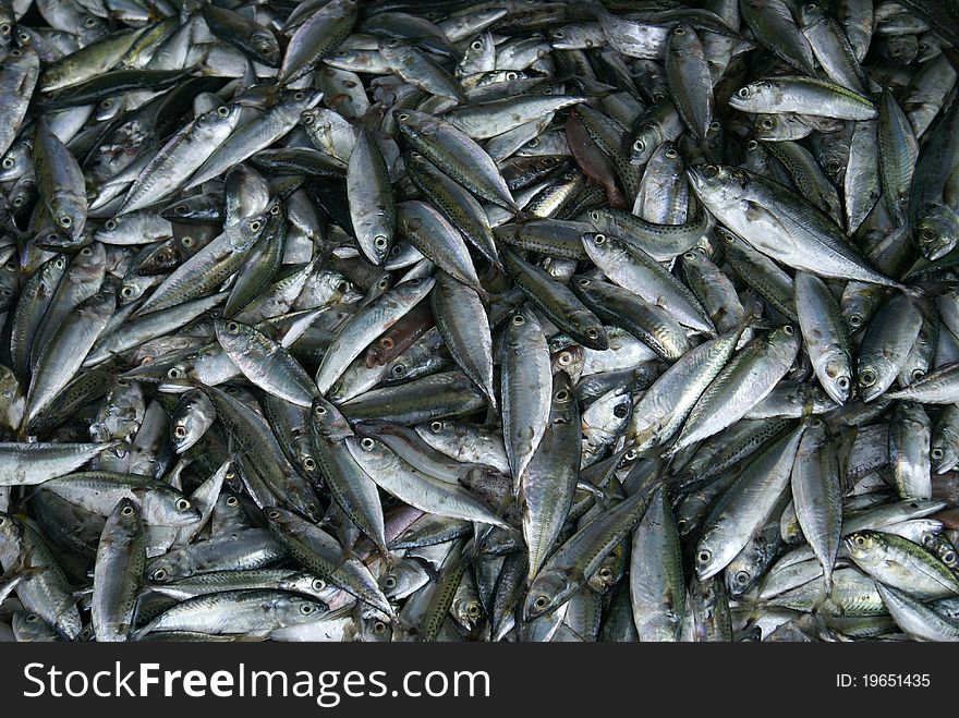This is anchovy fish in sea of thailand. This is anchovy fish in sea of thailand.
