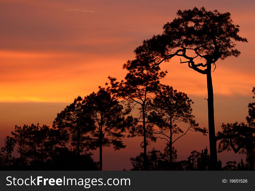 This is picture of the pine silhouettes
