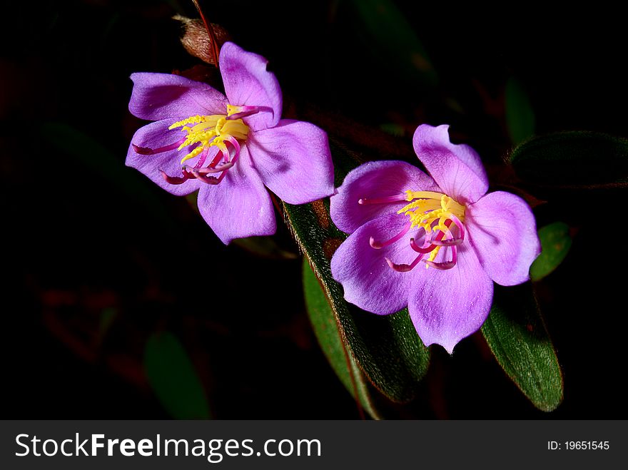 This is a picture of Osbeckia. This is a picture of Osbeckia