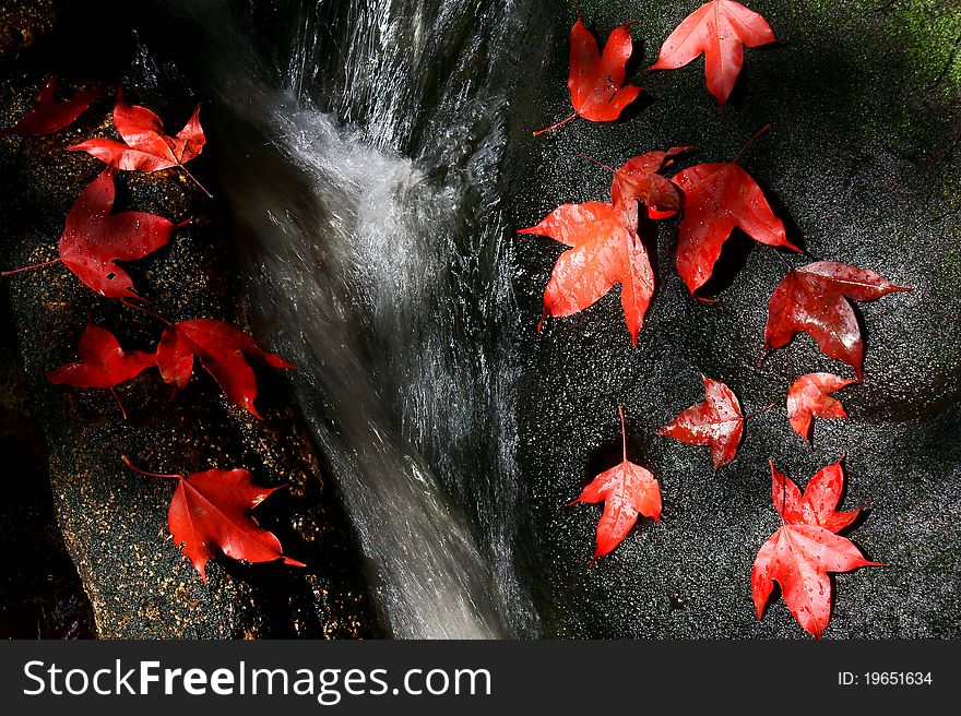 This is a picture of Maple leaves. This is a picture of Maple leaves.