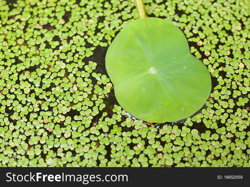 Lotus leaf in a lotus pond. Have surrounded the location. Lotus leaf in a lotus pond. Have surrounded the location.
