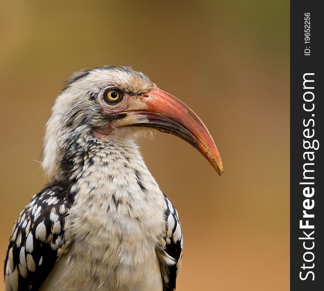 Very detaailed Red billed hornbill closeup against a lovely background