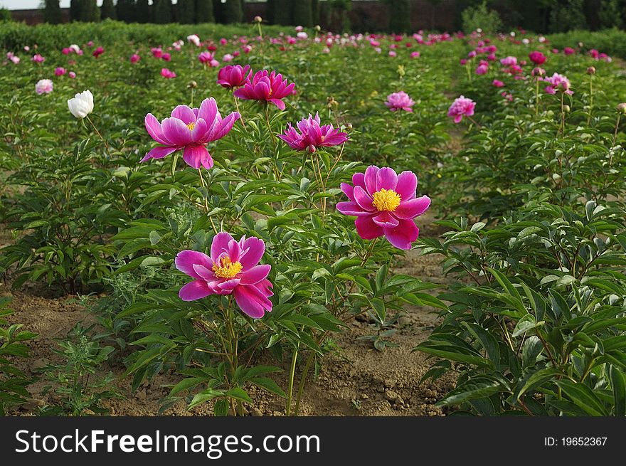 Peony flowers