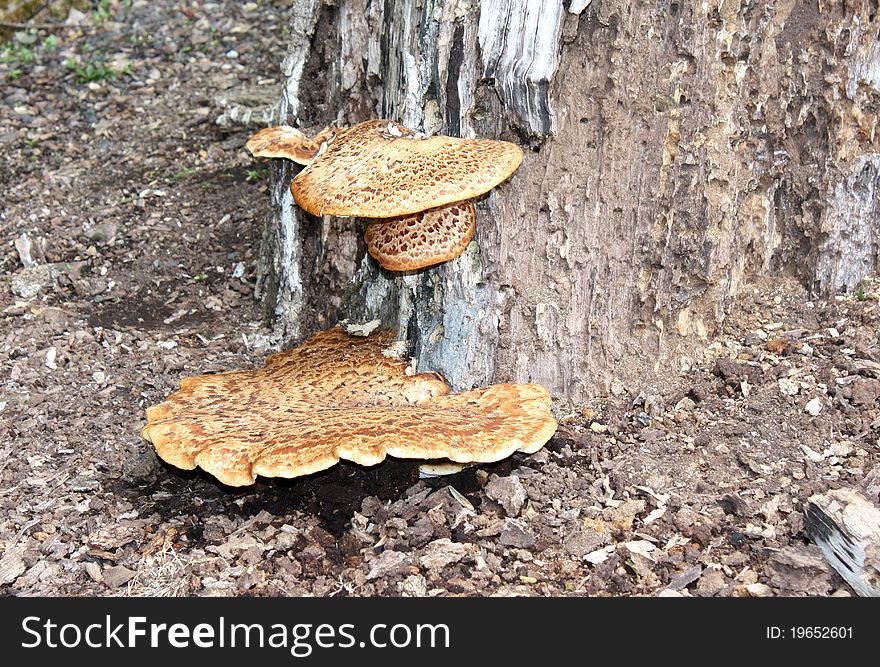 Some Bracket Fungus Growing on a Rotting Tree Trunk. Some Bracket Fungus Growing on a Rotting Tree Trunk.