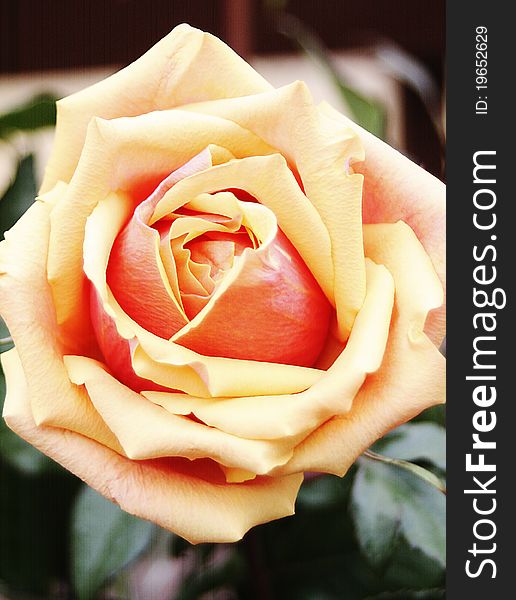 Yellow-Red Single Rose