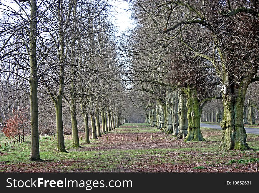 An Avenue of Lime Trees on an Early Spring Day. An Avenue of Lime Trees on an Early Spring Day.