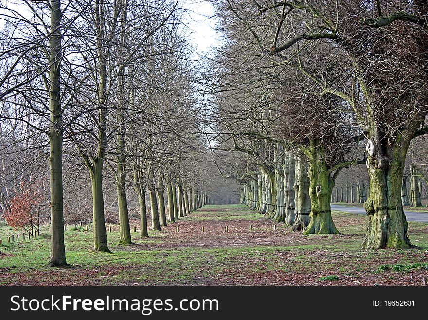 Lime Trees.