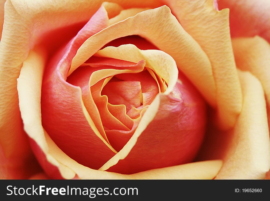 Yellow Orange Red Rose Petals on Single Bud Blooming. Yellow Orange Red Rose Petals on Single Bud Blooming