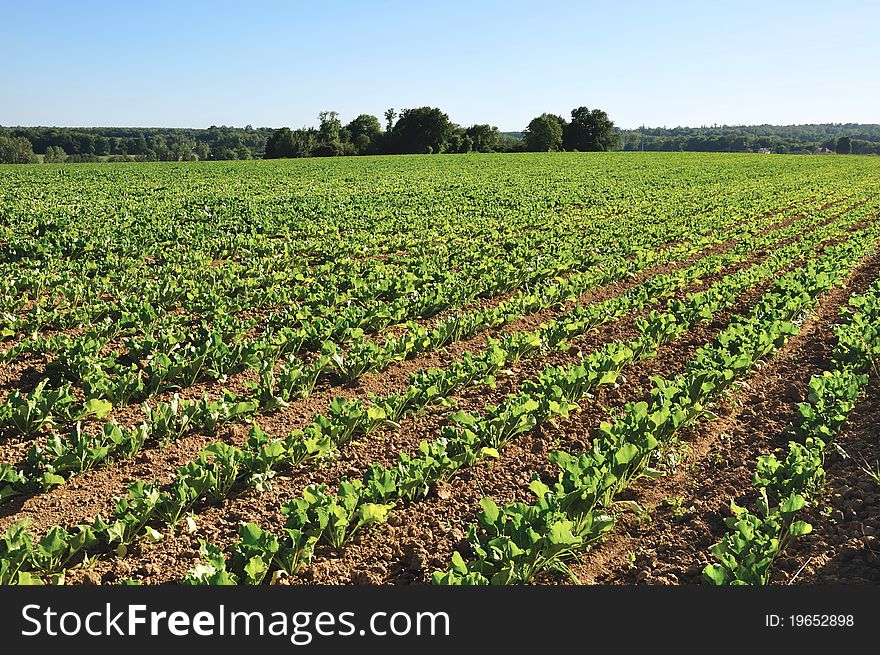 Field aligned beet seedlings on a blue sky. Field aligned beet seedlings on a blue sky