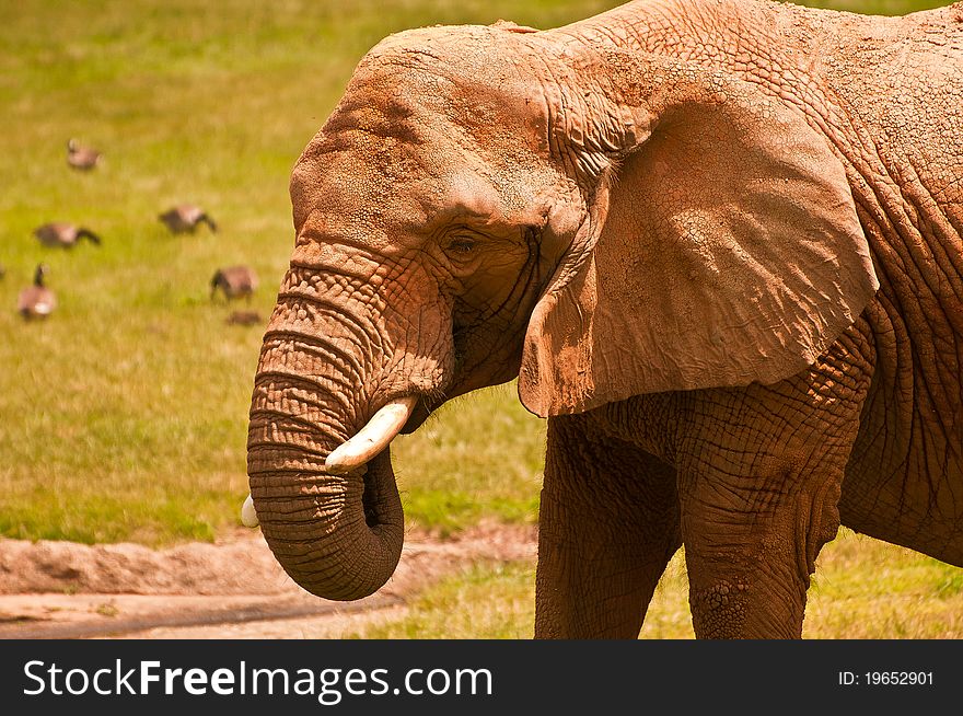 An elephant with a long trunk