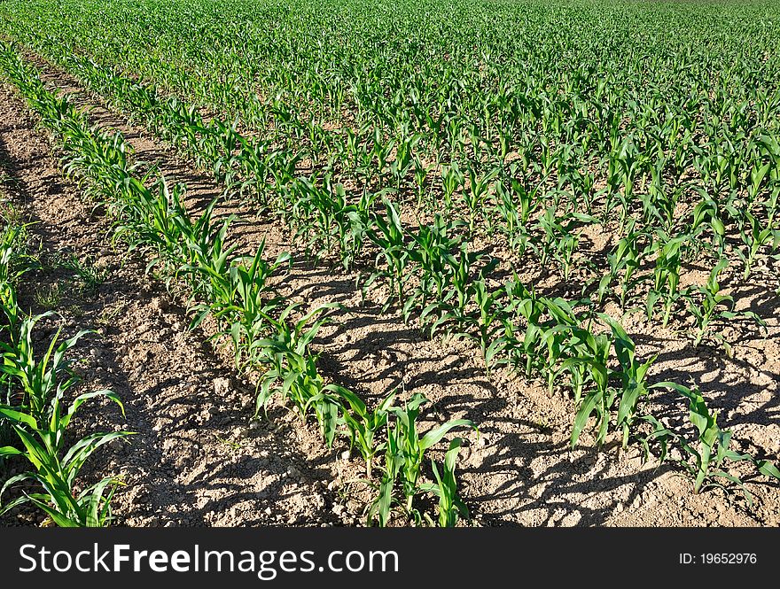 Green Leaves Of Corn In A Field