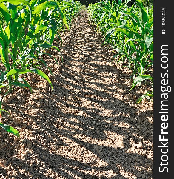 Green leaves of corn on lined in a field. Green leaves of corn on lined in a field