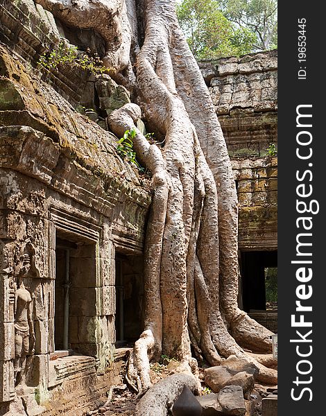 Ta Phrom temple, located in the area of angkor