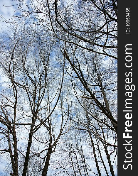 The branches of trees on a sky background.