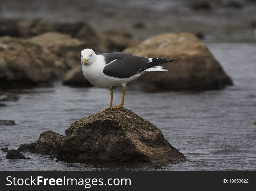 Lesser Black-back gull,Larus fuscus,stood on a rock in a pool on Skomer.