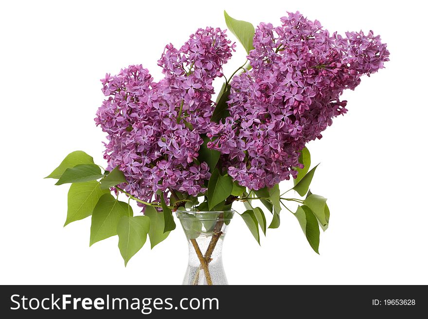 Lilac bouquet isolated on white background. Lilac bouquet isolated on white background.