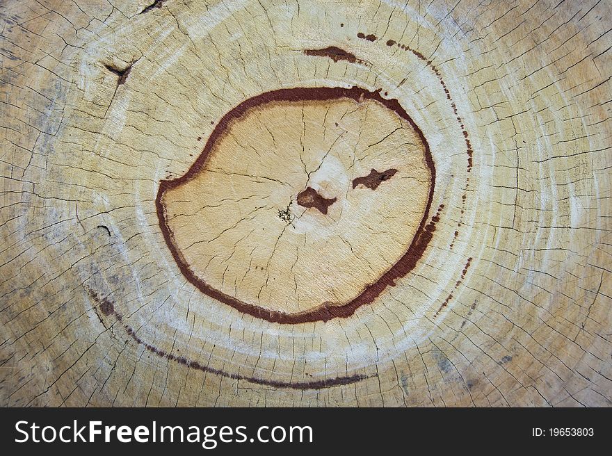 Interesting cross-section of the old tree for a background.