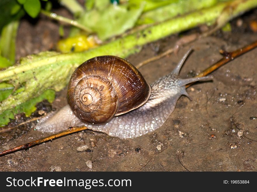 Snail taking a walk after a rough storm