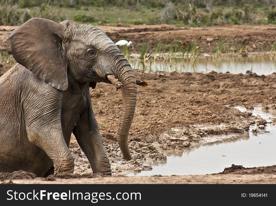 Mud Bath