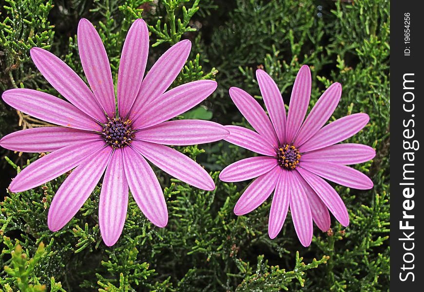 Pink daisies in the garden