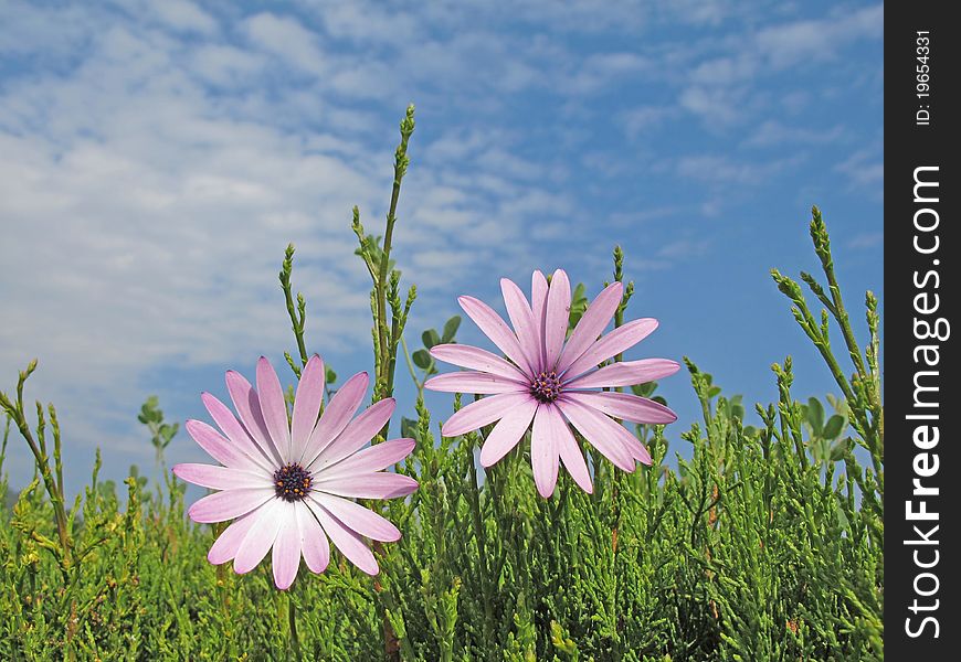 Two pink flowers in the field. Two pink flowers in the field