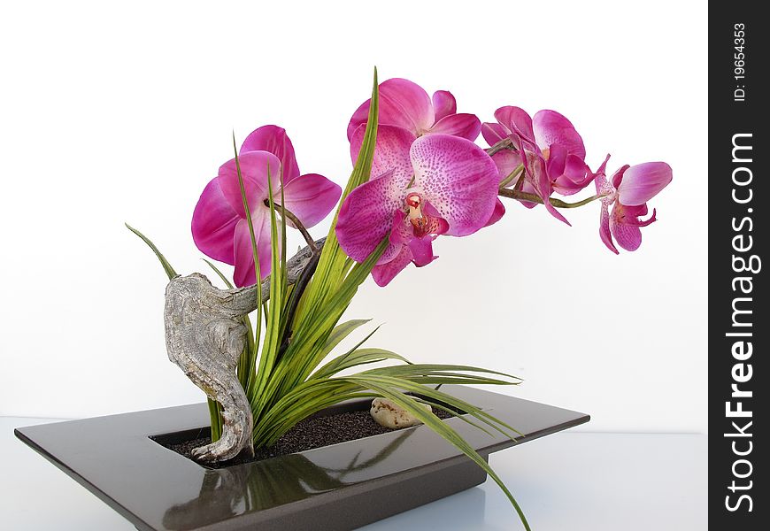 Pretty elegant decorative flowering plant