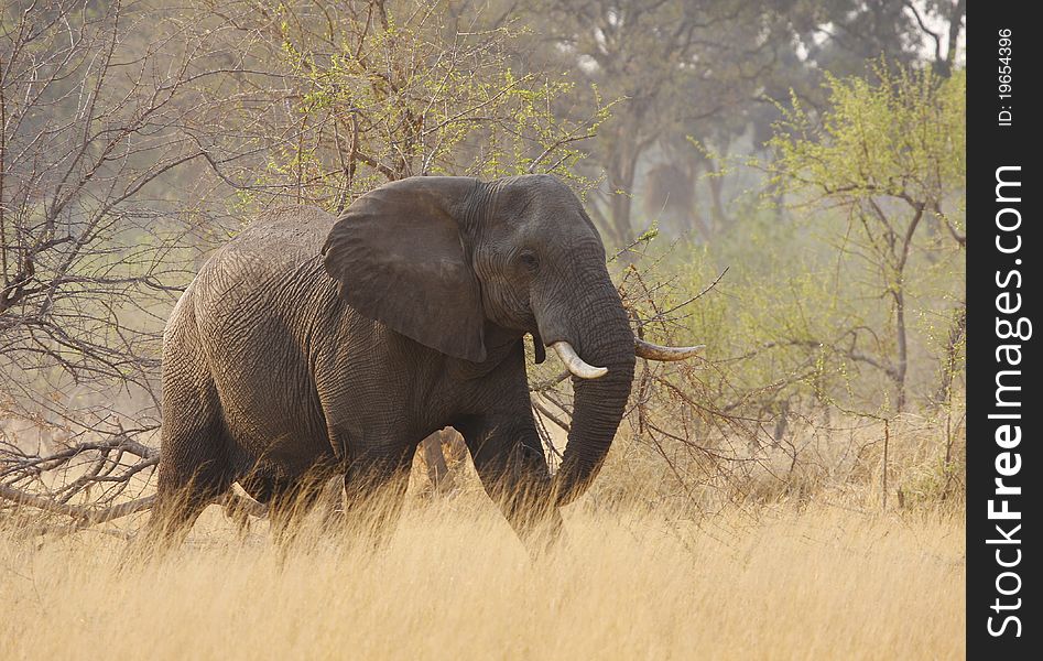 Lone Elephant On A Mission