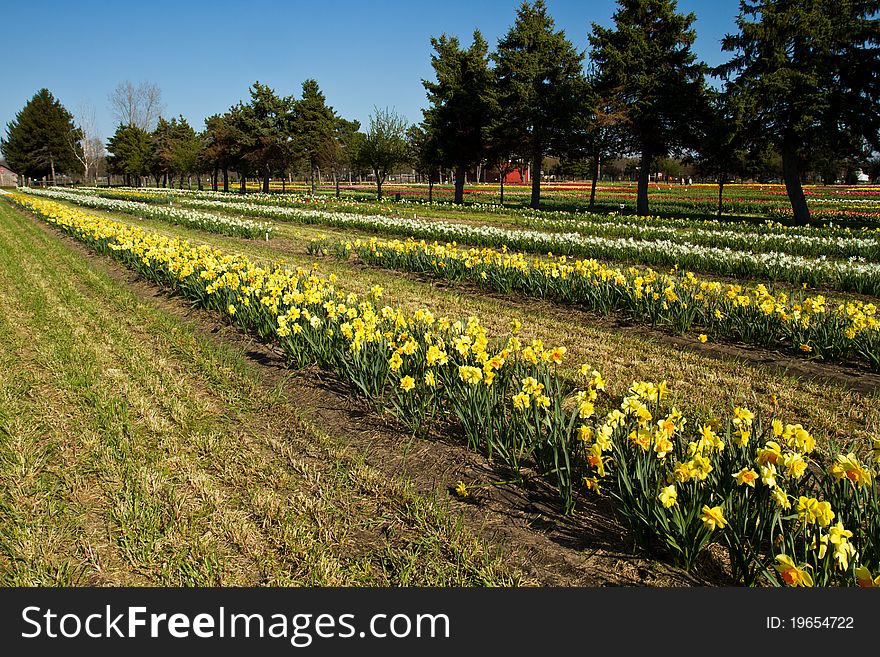 Rows of spring daffodils growing on a farm. Rows of spring daffodils growing on a farm