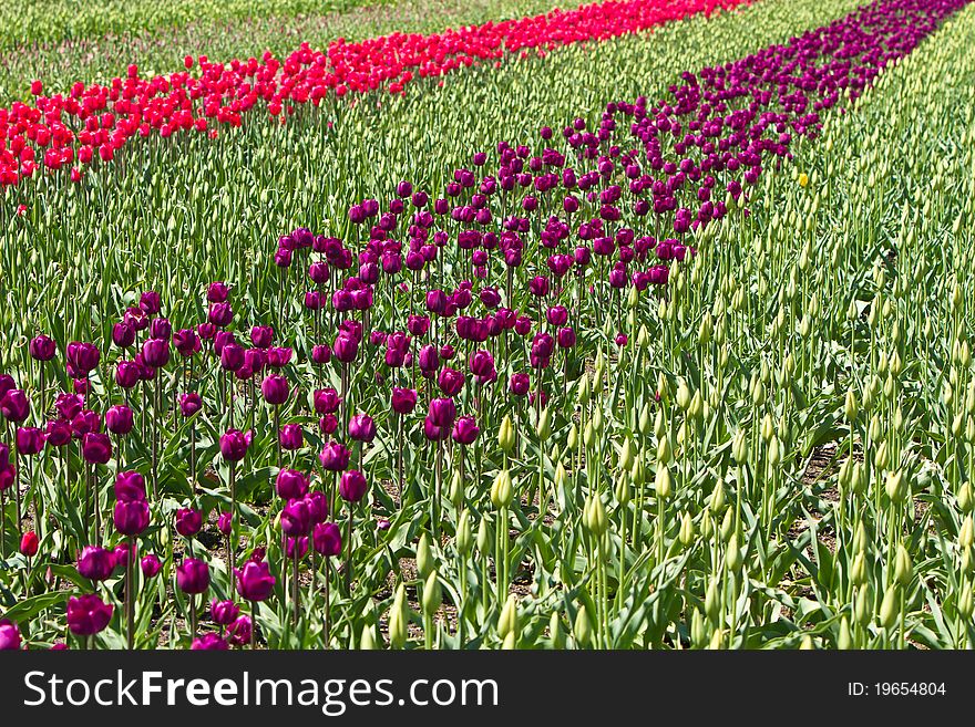 Rows of spring tulips growing on a farm. Rows of spring tulips growing on a farm