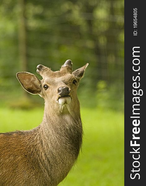 Sika stag showing new set of antlers coming through. Sika stag showing new set of antlers coming through