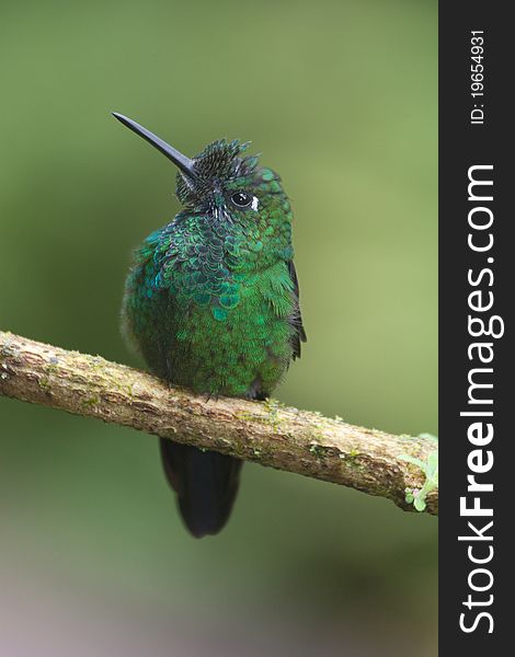 Brilliant Green Hummingbird From Costa Rica