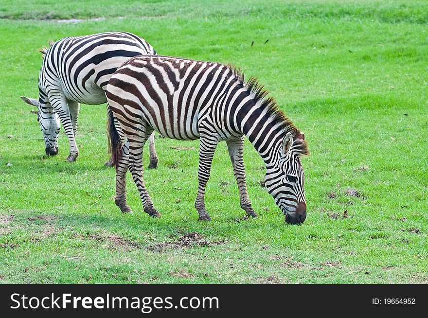 Two zebras on green field at open zoo, Thailand.