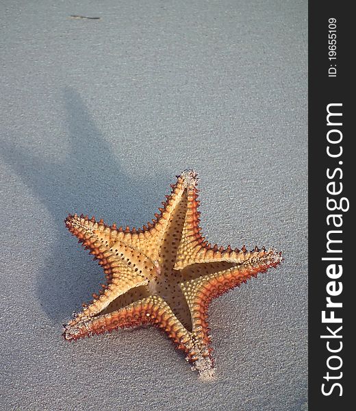 Closeup on a starfish cut in half on white sand beach. Closeup on a starfish cut in half on white sand beach