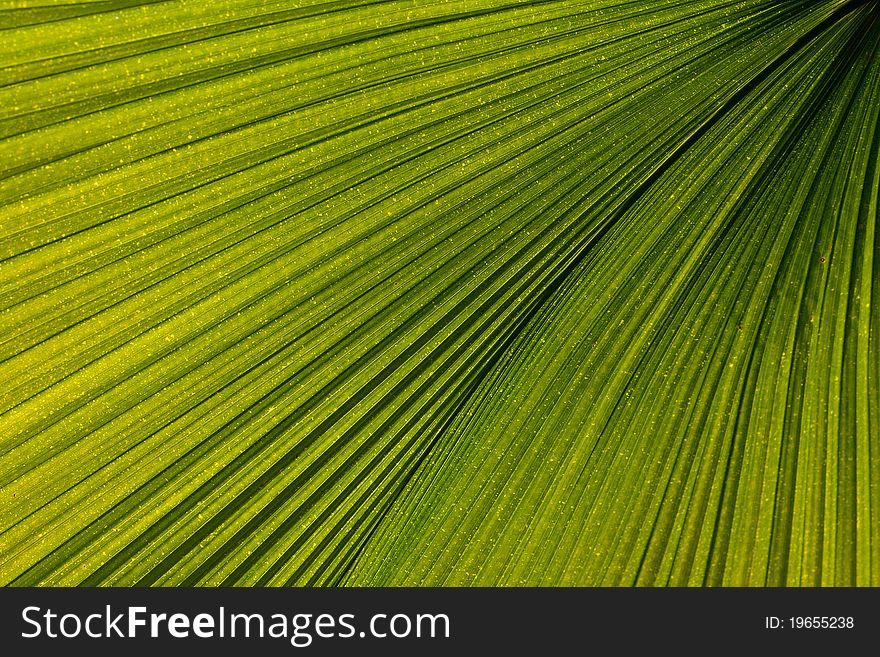 Palm Leaf Venation