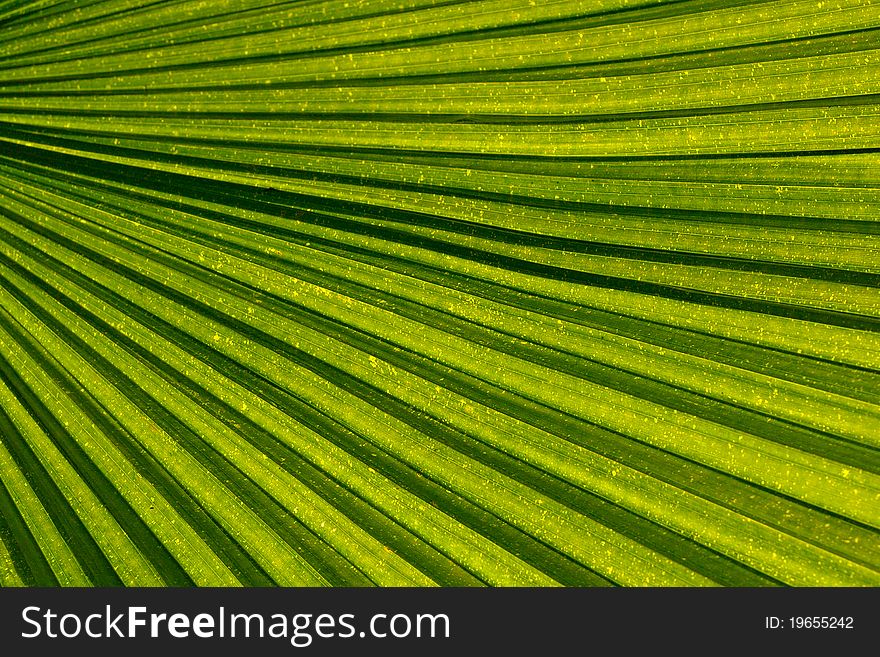 Bright green palm leaf veins running diagonally across image creating a dynamic natural pattern. Bright green palm leaf veins running diagonally across image creating a dynamic natural pattern